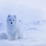 Is There Snow in Prague? Winter Weather Update