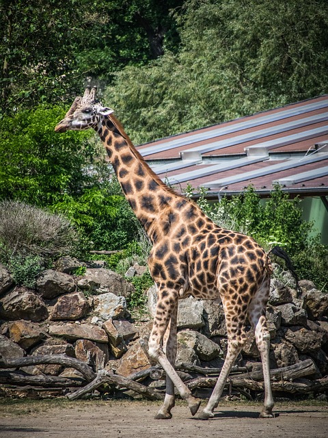 - Indulge‍ in Pilsen's culinary delights: A food lover's⁣ guide‌ to‍ local delicacies