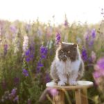 What Is the Temperature in Prague in May? Springtime Warmth