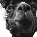 Is Prague Zoo Ethical? Animal Welfare Concerns 23 Is Prague Zoo Ethical? Animal Welfare Concerns