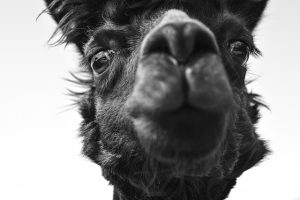 Is Prague Zoo Ethical? Animal Welfare Concerns