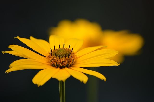 - Delicate Lacework and Embroidery